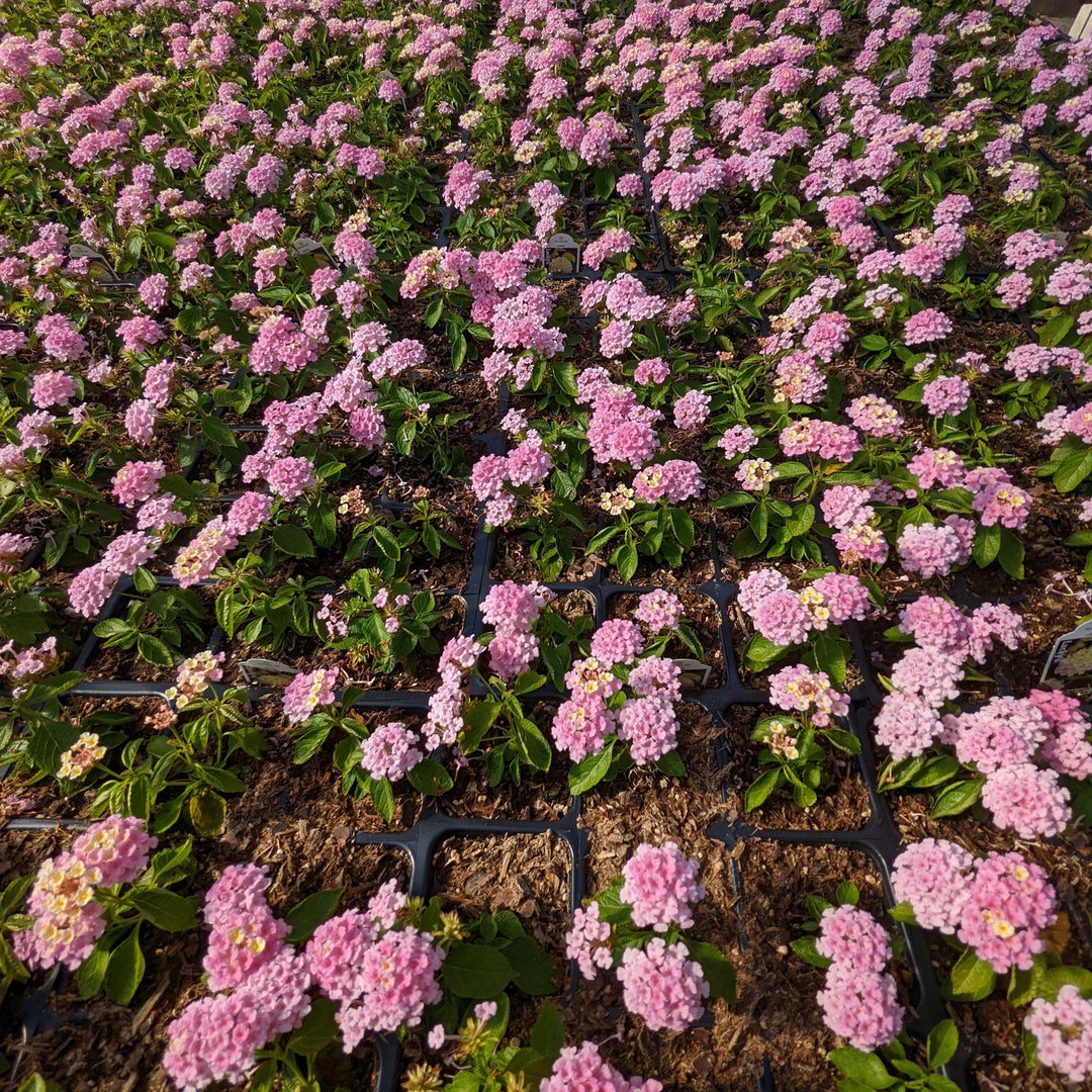 Lantana camara 'Baluclav' ~ Lucky™ Lavender Lantana