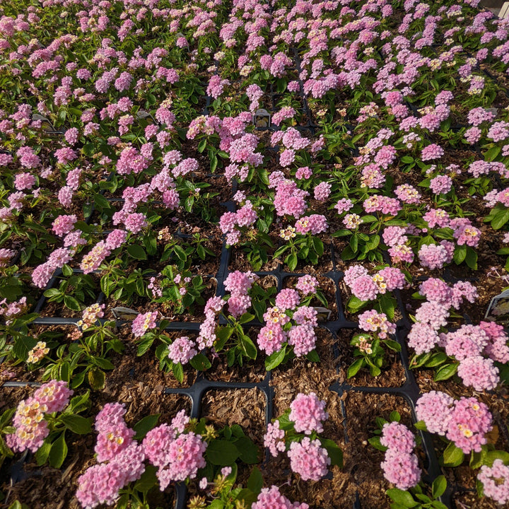 Lantana camara 'Baluclav' ~ Lucky™ Lavender Lantana