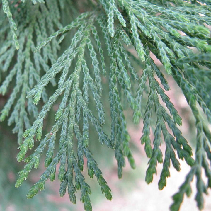 Cupressus x leylandii 'Murray' ~ Murray Cypress, Leyland Cypress