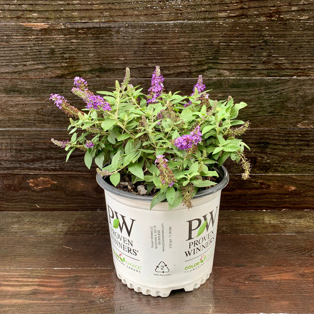 Buddleia davidii 'SMNBDBT' PP#28,794 ~ Pugster Blue® Dwarf Butterfly Bush