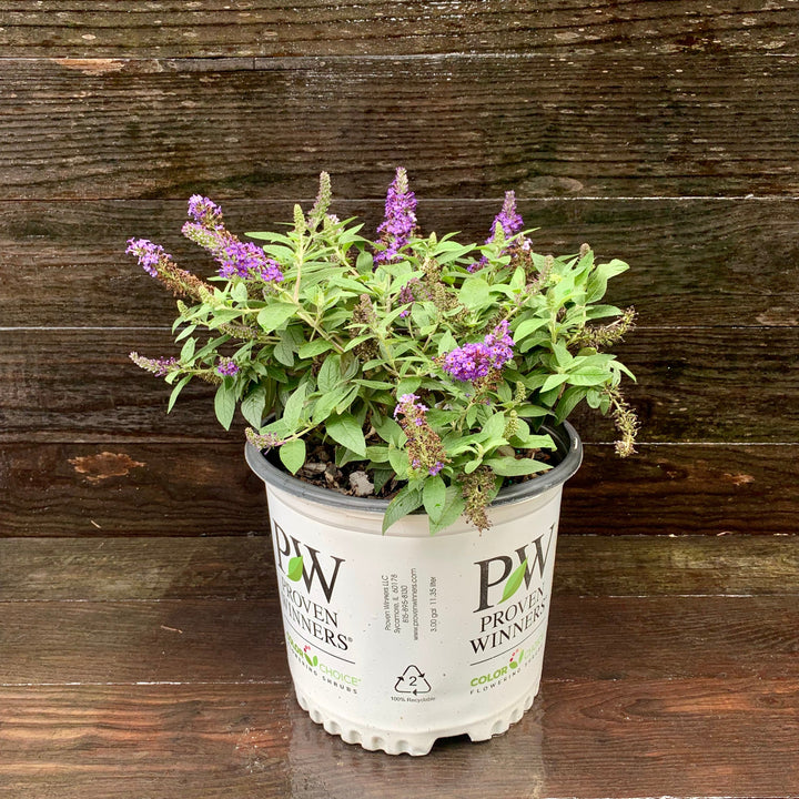 Buddleia davidii 'SMNBDBT' PP#28,794 ~ Pugster Blue® Dwarf Butterfly Bush