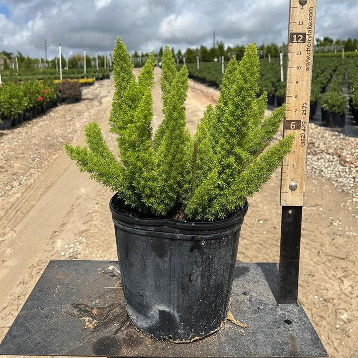 Asparagus densiflorus 'Myersii' ~ Foxtail Asparagus Fern