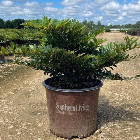 Distylium 'BLDY01' ~  Bayou Bliss™ Distylium, Jewel Box™ Distylium,