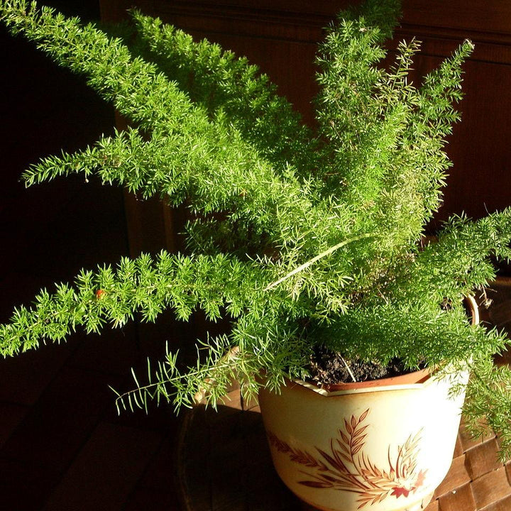 Asparagus densiflorus 'Myersii' ~ Foxtail Asparagus Fern