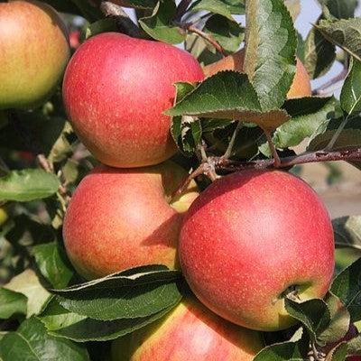 Malus domestica 'Jonagold' ~ Jonagold Apple