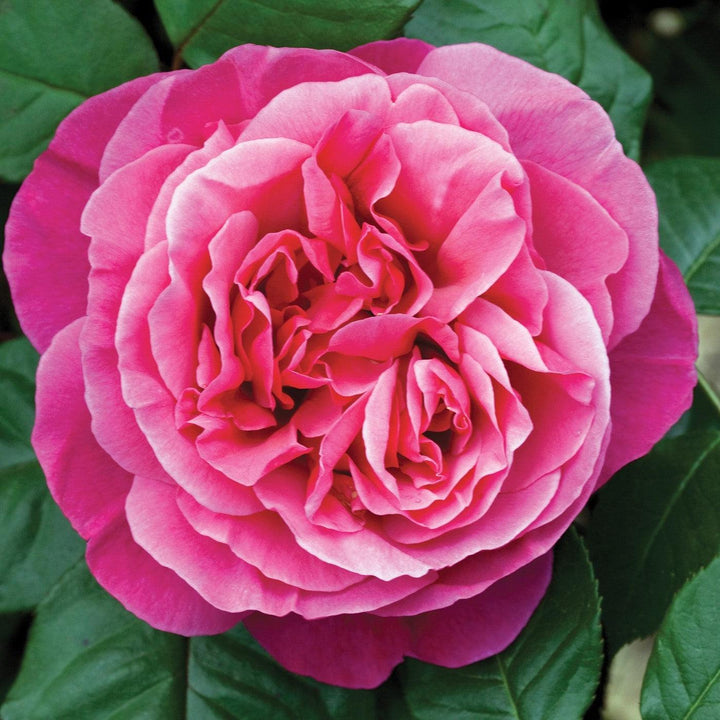 Rosa 'Meiclusif' ~ Bloomables® Dee-Lish™ Rose