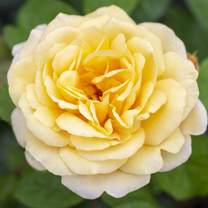 Rosa 'Meikaquinz' ~ Moonlight Romantica® Rose