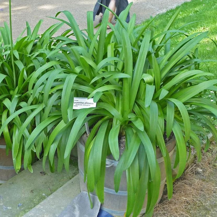 Agapanthus africanus ~ Blue Lily of the Nile
