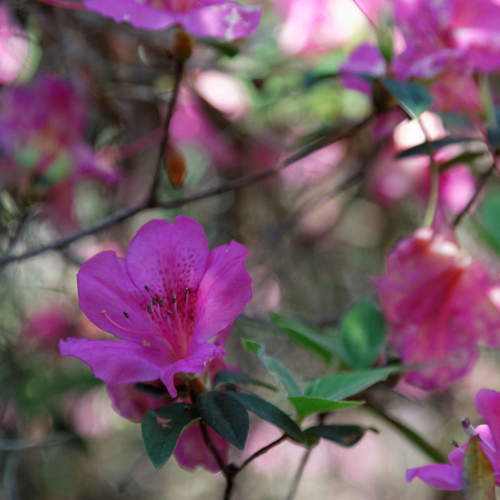 Rhododendron indica 'Formosa' ~ Formosa Azalea, Purple