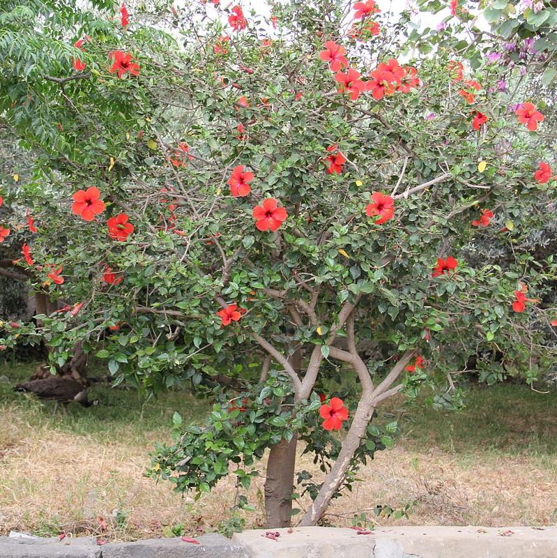Hibiscus rosa-sinensis ~ Hibiscus Standard, Chinese Hibiscus