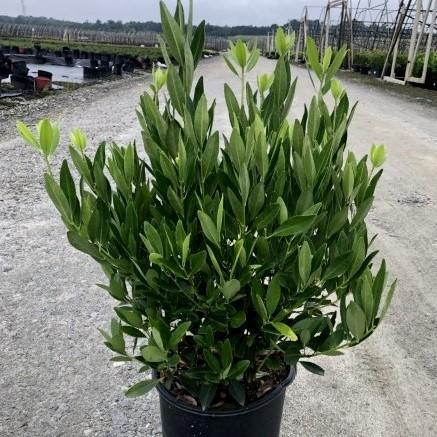 Illicium parviflorum ~ Ocala Anise, Yellow Anise