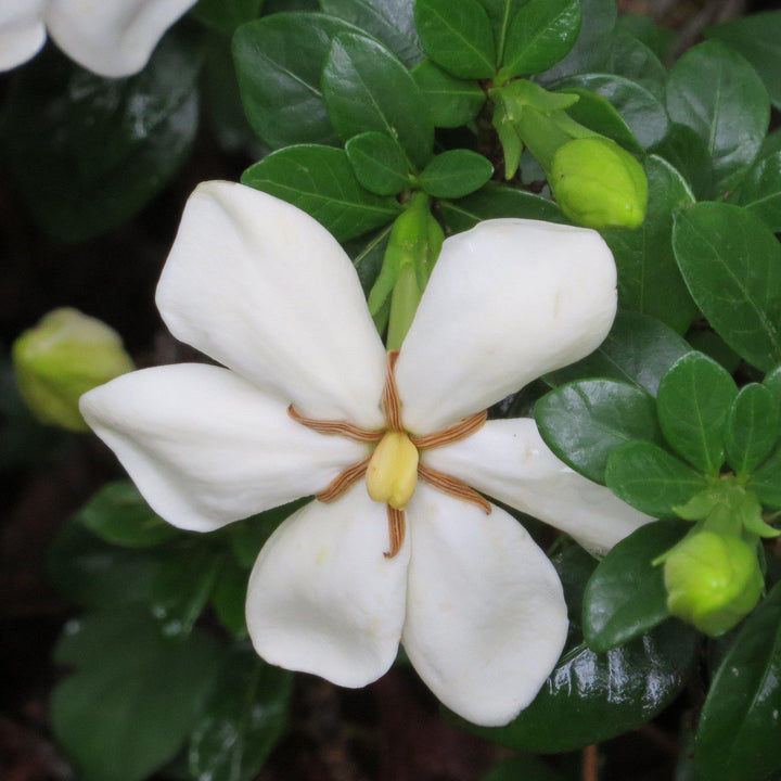 Gardenia jasminoides 'Daisy' ~ Daisy Gardenia