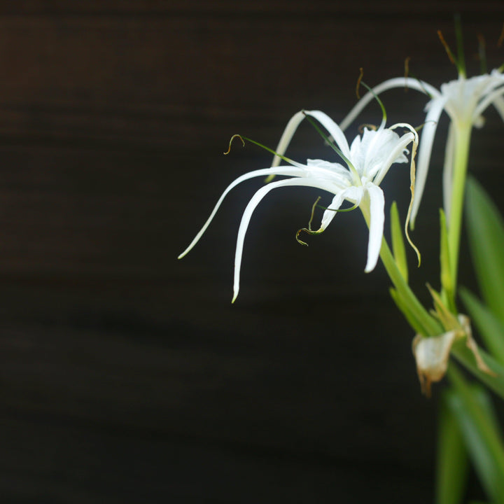 Hymenocallis latifolia ~ Perfumed Spider Lily