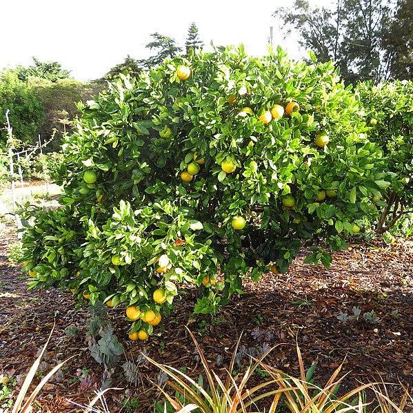 Citrus × sinensis 'Cara Cara' ~ Cara Cara Navel Orange