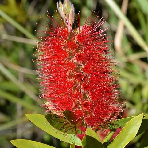 Callistemon 'Red Cluster' ~ Red Cluster Bottlebrush