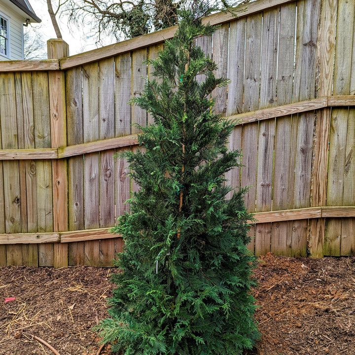 Cupressus x leylandii 'Murray' ~ Murray Cypress, Leyland Cypress