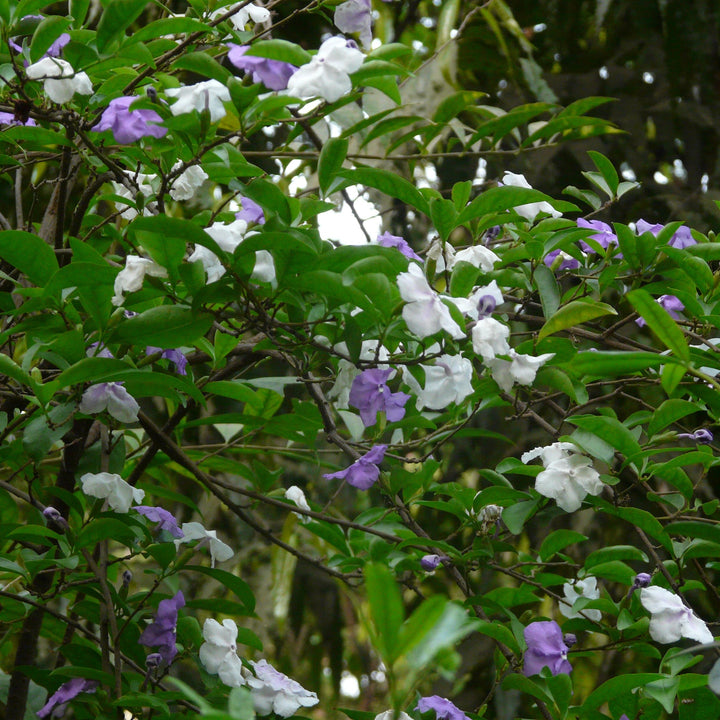 Brunfelsia grandiflora ~ Yesterday, Today and Tomorrow Plant