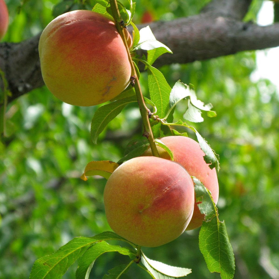 Prunus persica 'FloridaCrest' ~ Floridacrest Peach