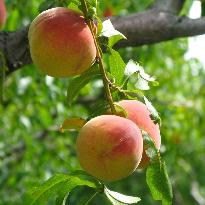 Prunus persica 'FloridaCrest' ~ Floridacrest Peach