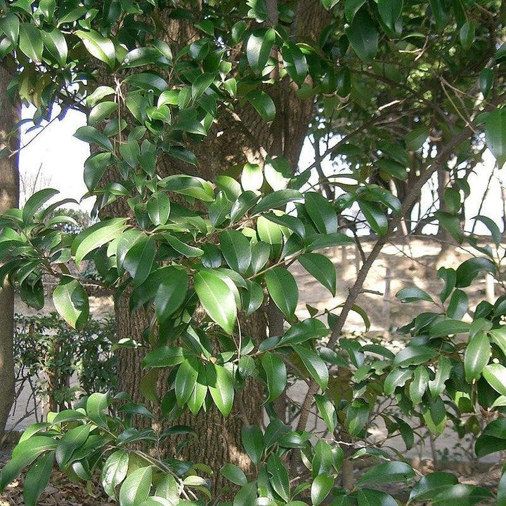 Cleyera japonica ~ Japanese Cleyera