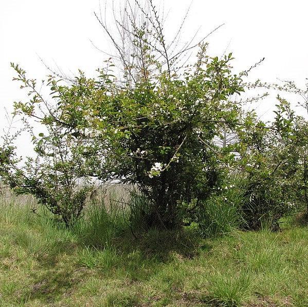 Prunus salicina 'Ozark Premier' ~ Ozark Premier Plum