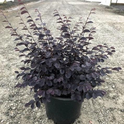 Loropetalum chinense f. rubrum ‘Carolina Midnight’ ~ Carolina Midnight Fringe Flower