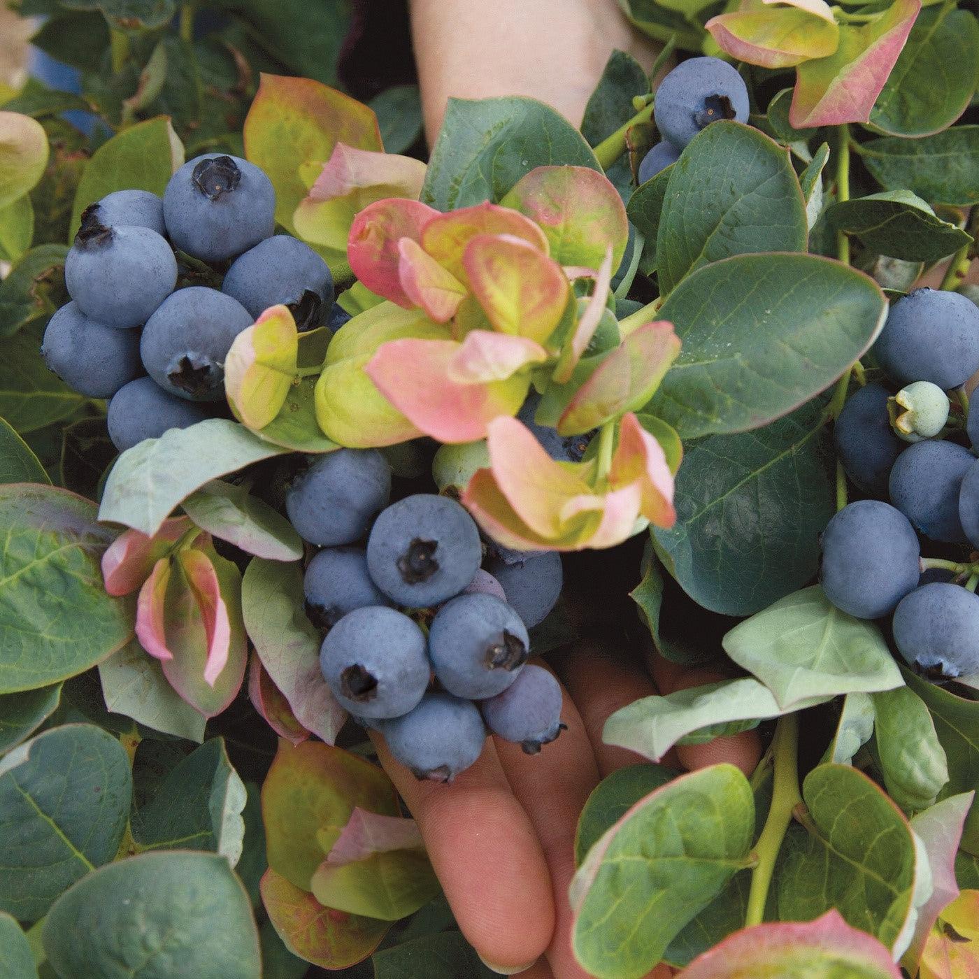 Vaccinium corymbosum 'ZF06-043' ~ Peach Sorbet® Blueberry – Hahira