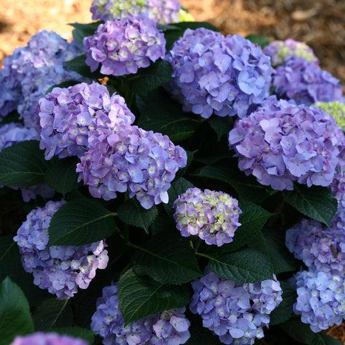Hydrangea macrophylla 'SMHMTAU' ~ Let's Dance® Blue Jangles® Hydrangea
