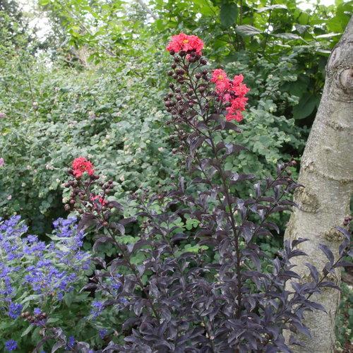 Lagerstroemia indica 'SMNLCIBF' ~ Center Stage® Red Crapemyrtle