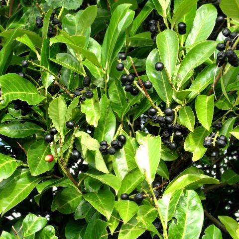 Ilex glabra ~ Inkberry Holly