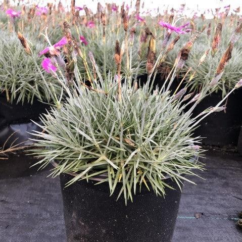 Dianthus gratianopolitanus 'Firewitch' ~ Firewitch Dianthus
