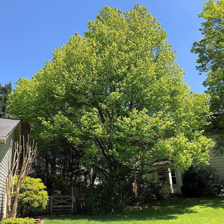Acer rubrum ~ Red Maple