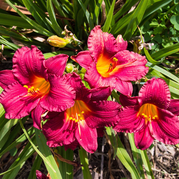 Hemerocallis 'Little Business' ~ Little Business Daylily