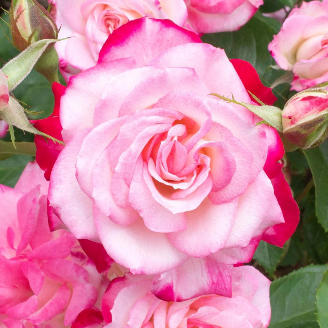 Rosa 'Meiriansois' PP 28,661 ~ Bloomables® Candy Cane Cocktail™ Rose