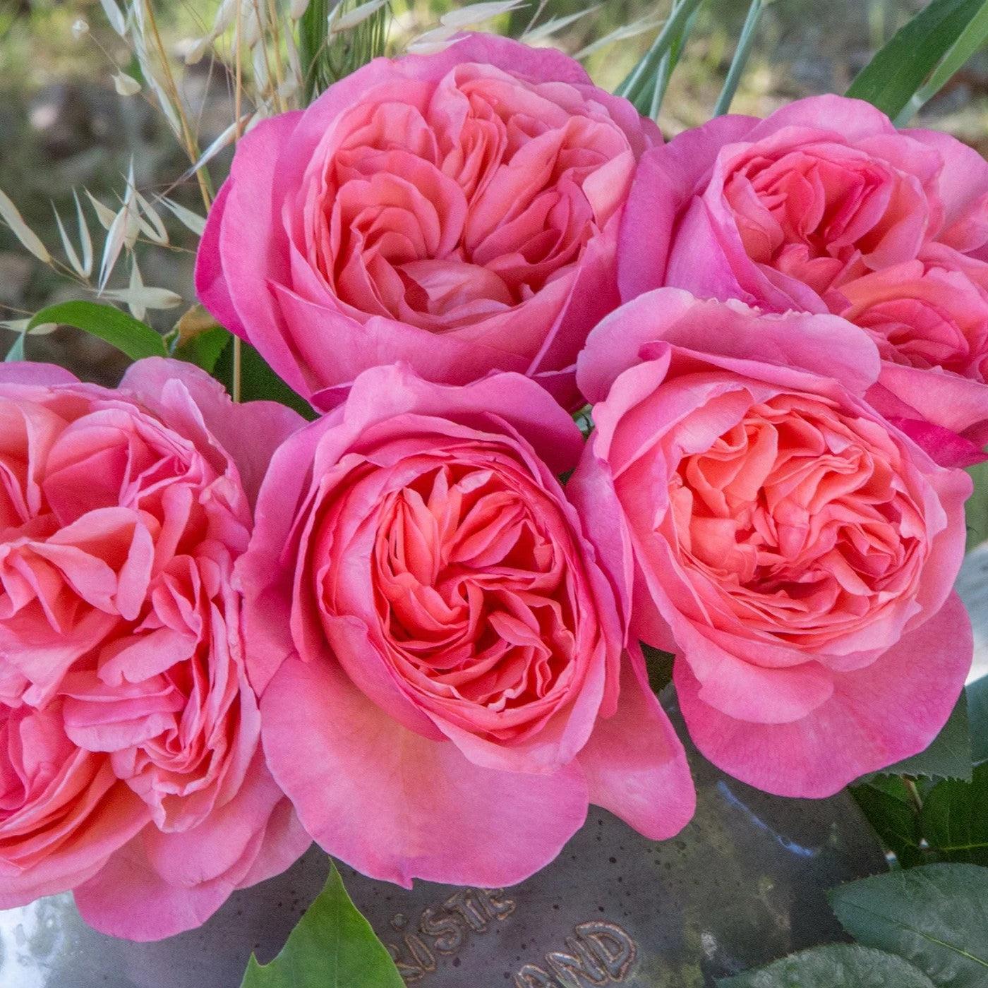 Rosa 'Meinostair' PP 28,659 ~ Bloomables® Sweet Mademoiselle™ Rose