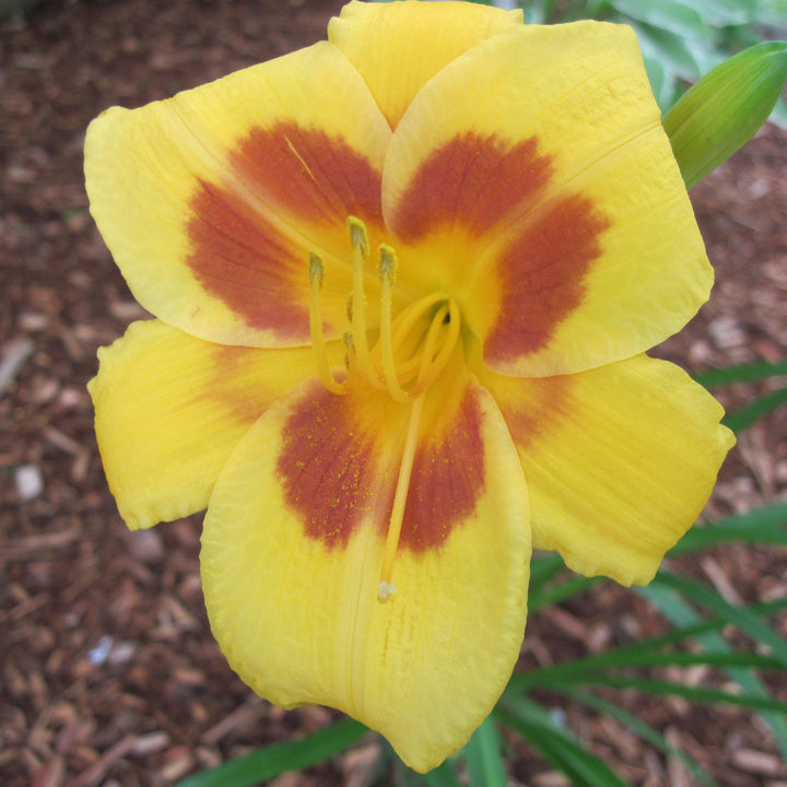 Hemerocallis 'Black Eyed Stella' ~ Black Eyed Stella Daylily