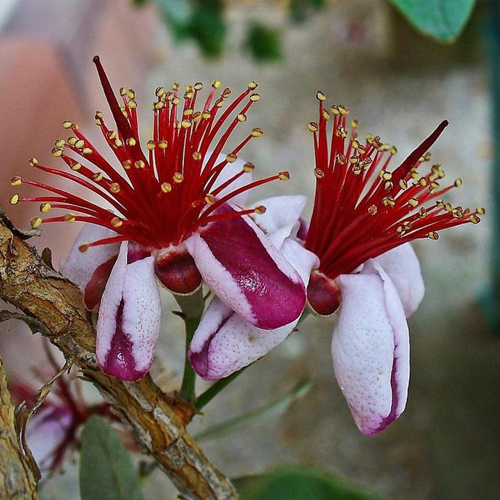 Feijoa sellowiana ~ Pineapple Guava