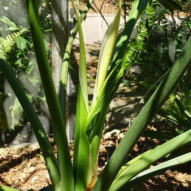 Philodendron bipinnatifidum ~ Split-leaf Philodendron