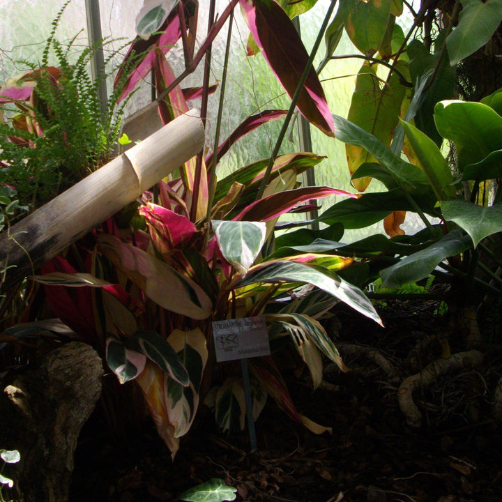 Stromanthe sanguinea 'Triostar' ~ Triostar Stromanthe