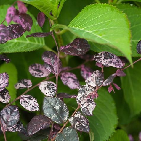 Loropetalum chinense 'Irodori' ~ Jazz Hands Variegated® Fringe Flower
