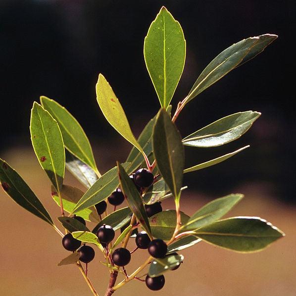 Ilex glabra ~ Inkberry Holly