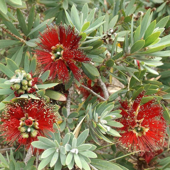Callistemon 'Little John' ~ Little John Dwarf Bottlebrush