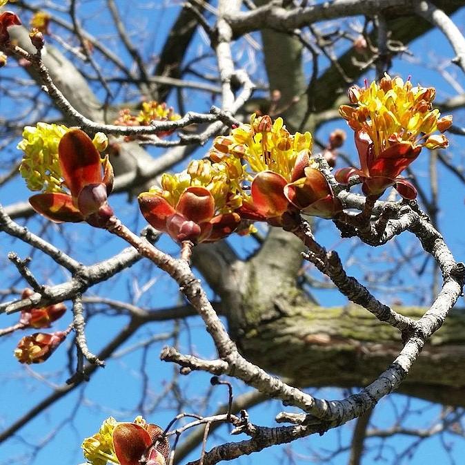 Acer rubrum ~ Red Maple
