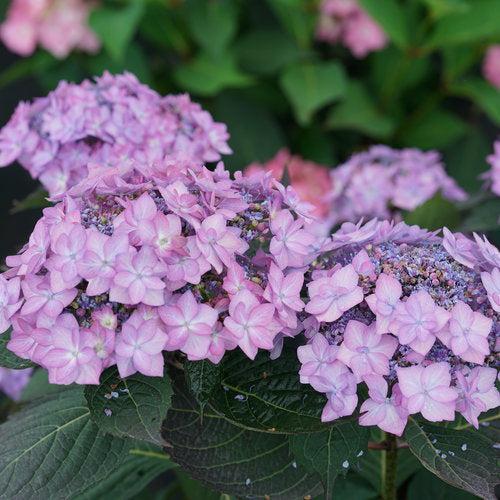 Hydrangea serrata 'SMNHSI' ~ Let's Dance® Can Do!® Hydrangea
