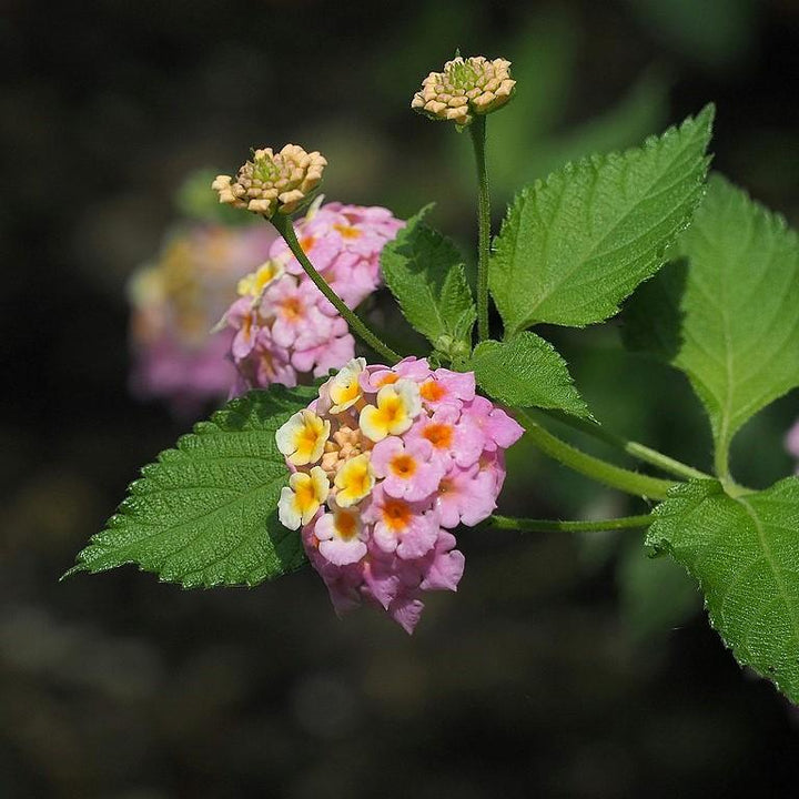 Lantana camara 'Baluclav' ~ Lucky™ Lavender Lantana