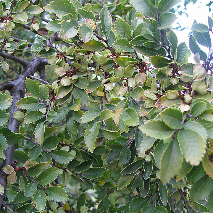 Ulmus parvifolia 'UPMTF' ~ Bosque® Laceleaf Elm