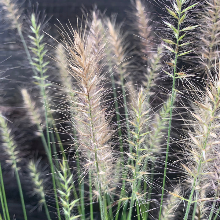 Pennisetum alopecuroides 'Hameln ~ Hameln Fountain Grass