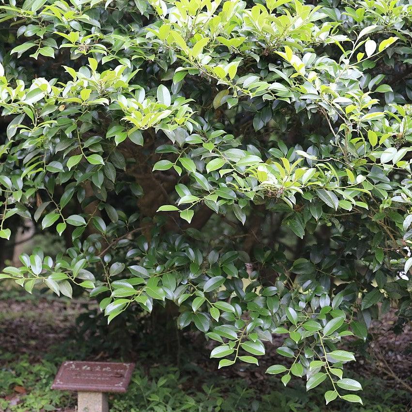 Cleyera japonica ~ Japanese Cleyera