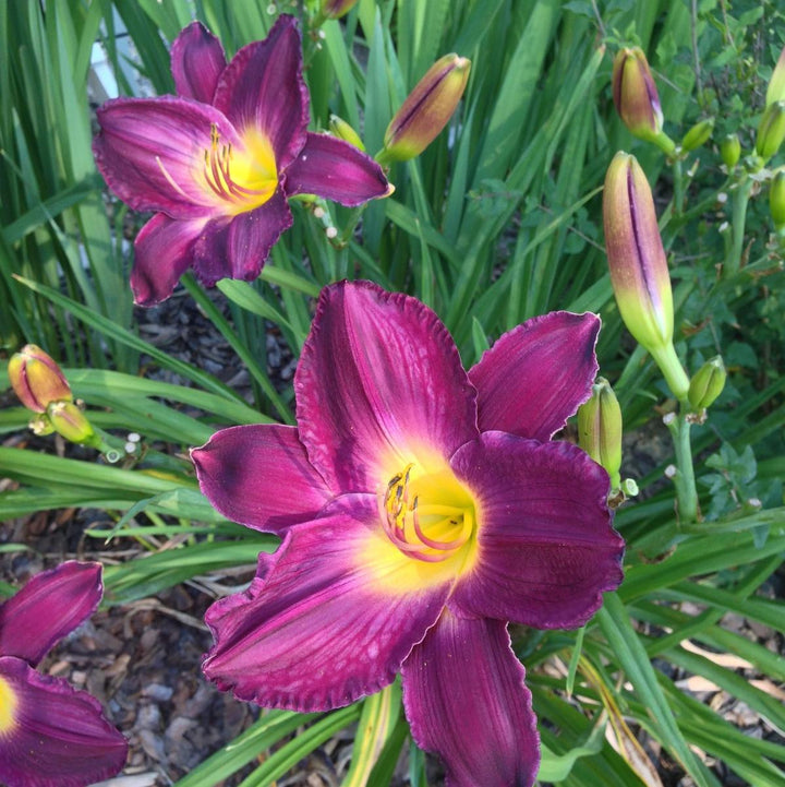 Hemerocallis 'Grape Ripples' ~ Grape Ripples Daylily