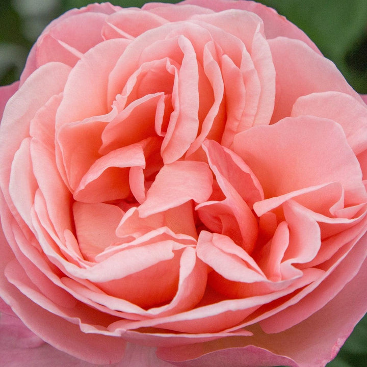 Rosa 'Meinostair' PP 28,659 ~ Bloomables® Sweet Mademoiselle™ Rose